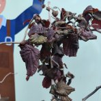 Lieska obyčajná (Corylus avellana) ´RED MAJESTIC´ - výška 140-150 cm, kont. C7,5L 